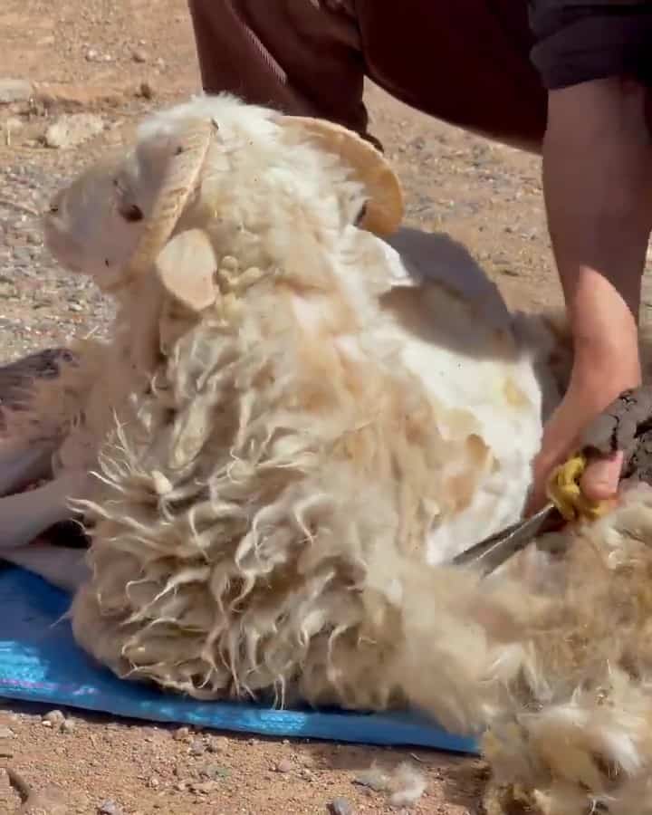The season of sheep wool shearing Moment2 Moroccan Rug Weaving Process.